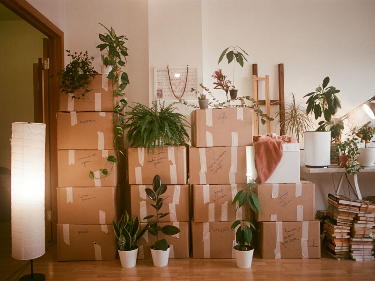 A room filled with lots of boxes and plants